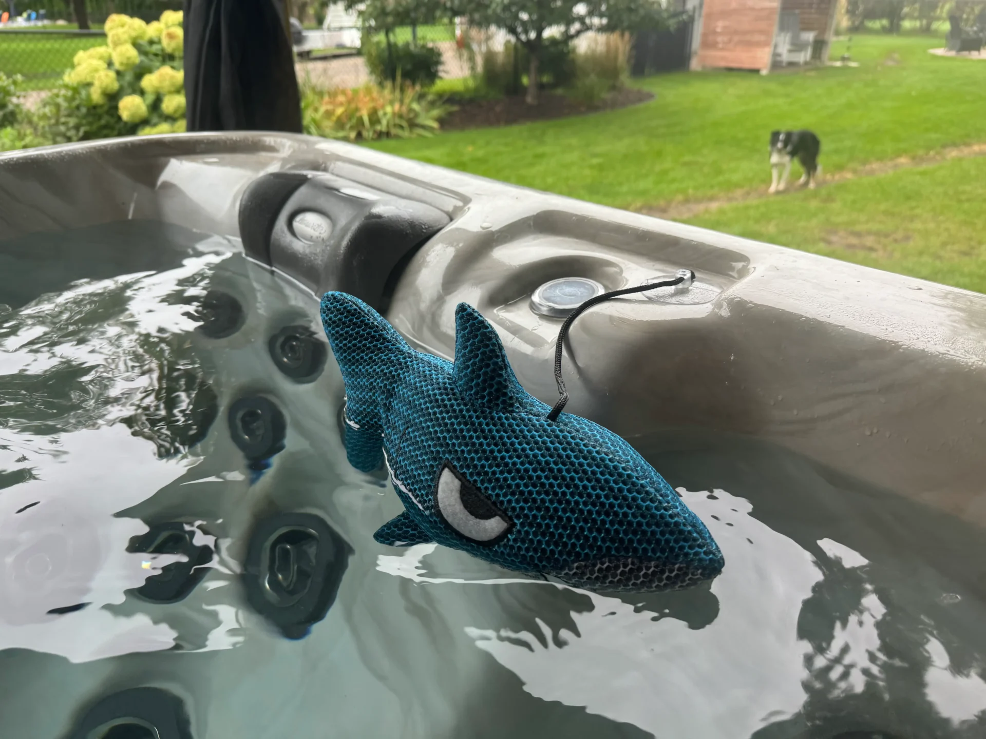 EZ Oil Absorbing Sponge floating in a hot tub, with a puppy in the background